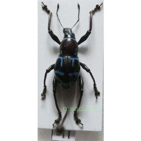 Metapocyrtus sp. Heller, 1912 male Philippines11c